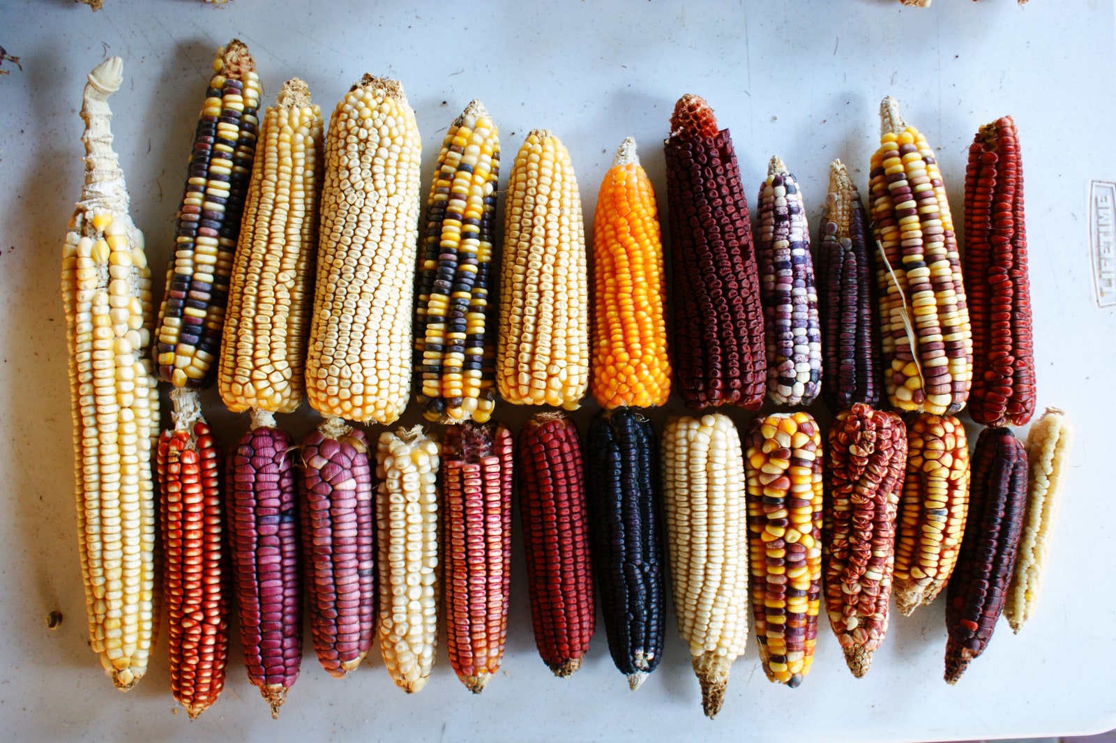 Mazorcas de variedades mexicanas de maíz con distintos tamaños, formas y colores.